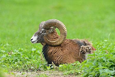 Apple Arcade版《魔法气泡 益智消消乐》增加新规则 “炸弹”与“探照灯”