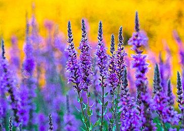 PS4模拟器首次进入《血源》 迈出关键第一步